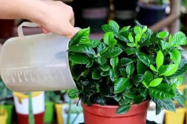 栀子花能嫁接吗，栀子花是可以嫁接的