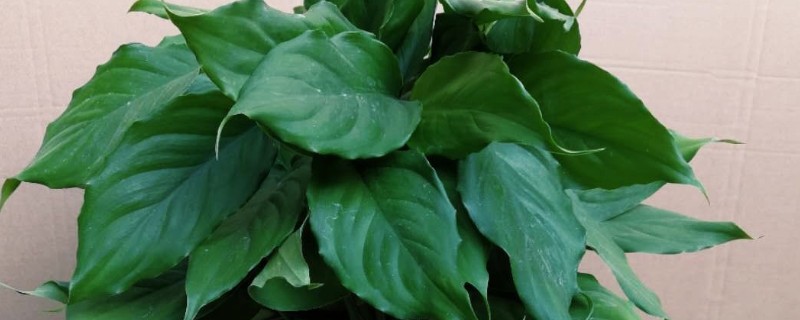 万年青叶子发黄的原因，可能是正常老化所致