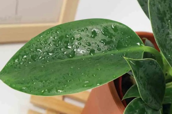 金钻为什么会起黄点,可能是感染红蜘蛛导致的