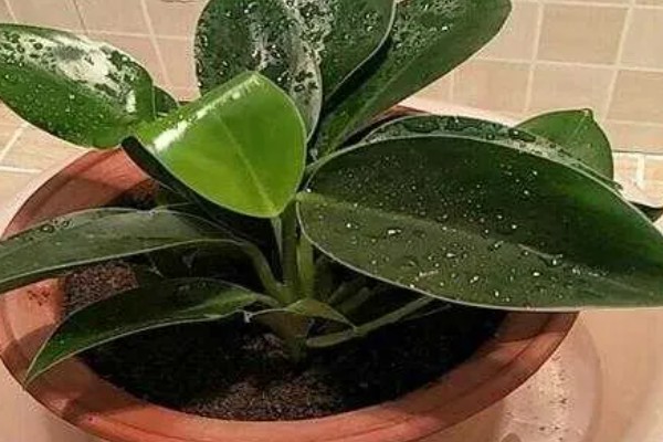 金钻为什么会起黄点,可能是感染红蜘蛛导致的