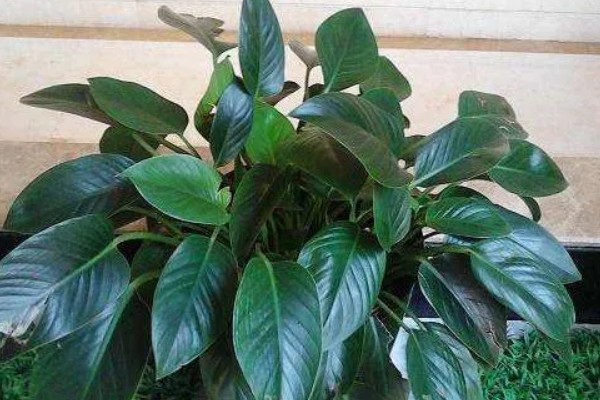 金钻为什么会起黄点,可能是感染红蜘蛛导致的