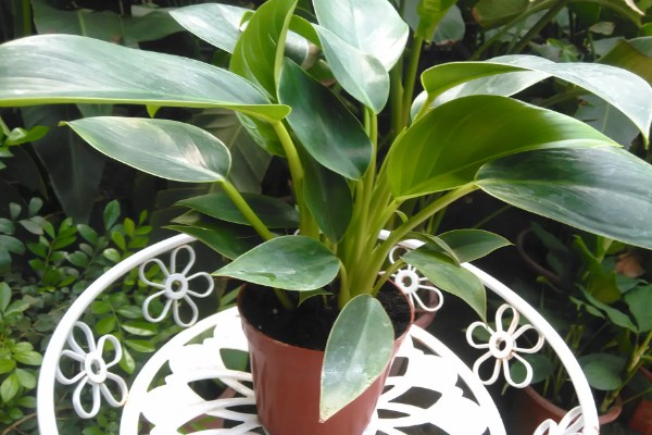 金钻为什么会起黄点,可能是感染红蜘蛛导致的