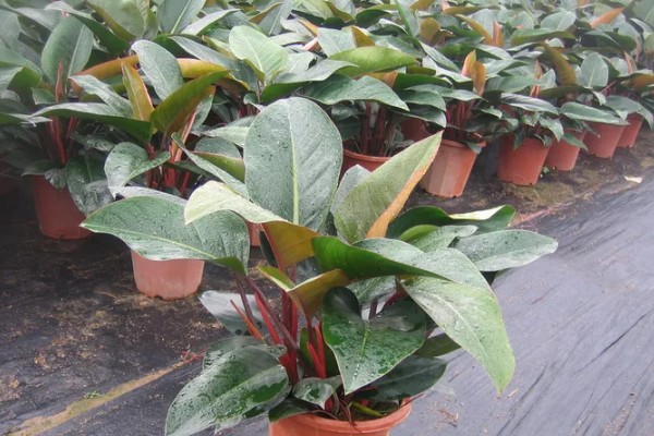 金钻为什么会起黄点,可能是感染红蜘蛛导致的