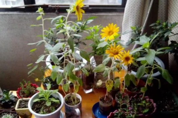 向日葵花瓣掉了如何解决，摆放到光线明亮处养护