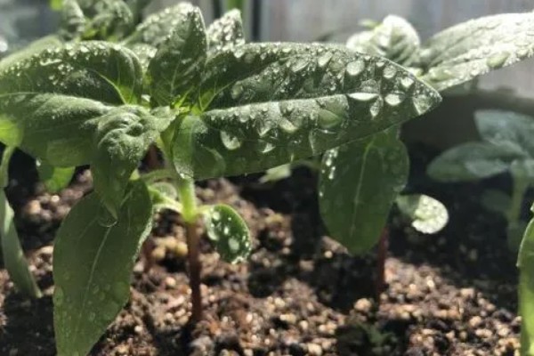 向日葵花瓣掉了如何解决，摆放到光线明亮处养护