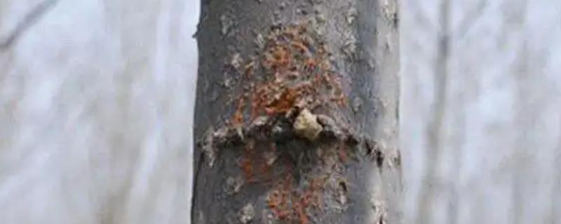 杨树的腐烂病的症状，发病初期病部呈暗灰色