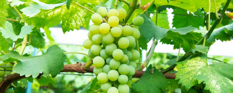 大棚葡萄的种植技术，要做好人工授粉工作
