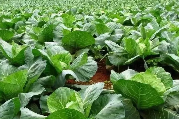 蔬菜病原病害与缺素症如何正确识别，可观察病症与土壤的关系
