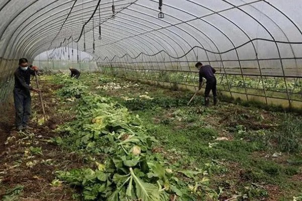 蔬菜病原病害与缺素症如何正确识别，可观察病症与土壤的关系