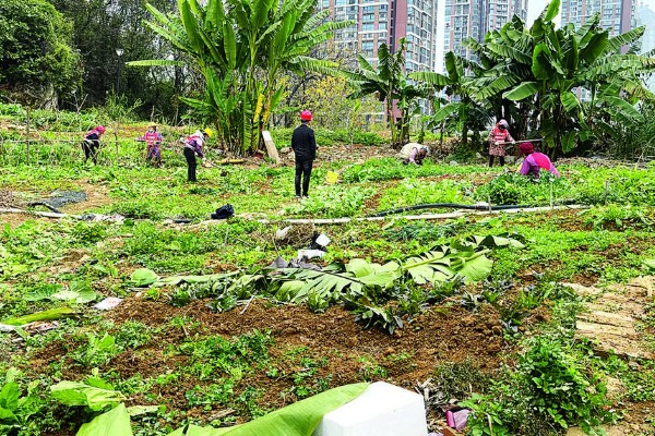 蔬菜病原病害与缺素症如何正确识别，可观察病症与土壤的关系