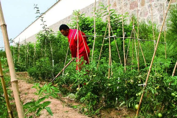 蔬菜病原病害与缺素症如何正确识别，可观察病症与土壤的关系