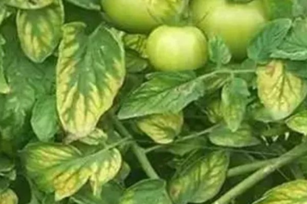 蔬菜病原病害与缺素症如何正确识别，可观察病症与土壤的关系