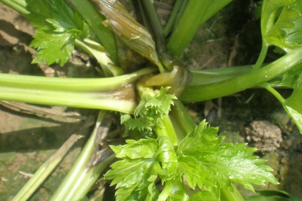 蔬菜病原病害与缺素症如何正确识别，可观察病症与土壤的关系