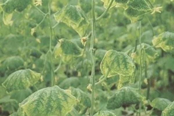 蔬菜病原病害与缺素症如何正确识别，可观察病症与土壤的关系