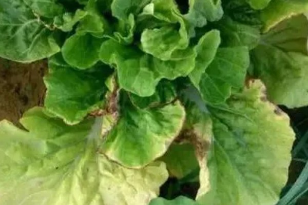 蔬菜病原病害与缺素症如何正确识别，可观察病症与土壤的关系