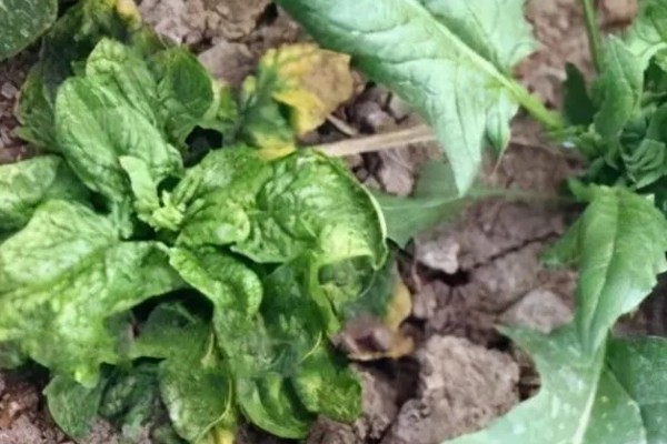 蔬菜病原病害与缺素症如何正确识别，可观察病症与土壤的关系