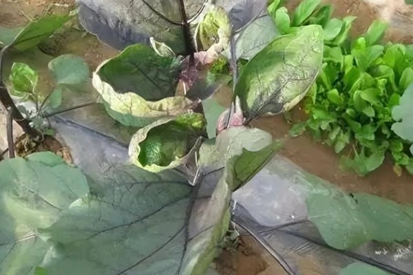 蔬菜病原病害与缺素症如何正确识别，可观察病症与土壤的关系