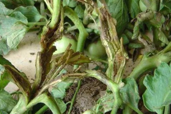 蔬菜病原病害与缺素症如何正确识别，可观察病症与土壤的关系