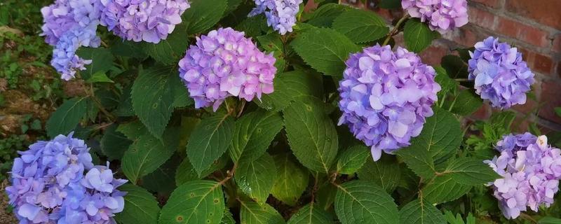 绣球花老桩的养殖方法,用生根溶液浸泡1天后再栽种