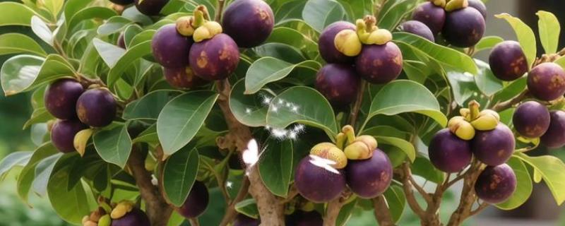 山竹是不是夏季水果，是夏季的水果