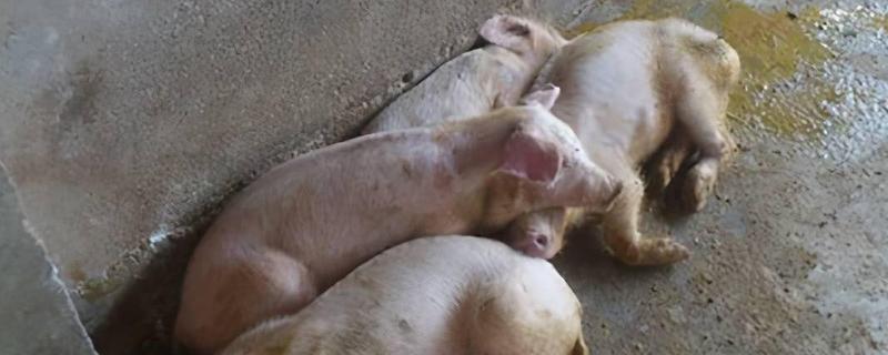 猪场ped的含义，是指猪流行性腹泻