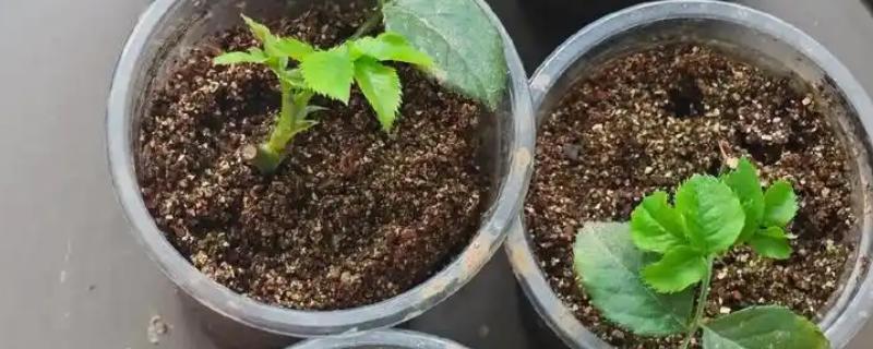 怎样扦插月季花，春季和秋季均可进行