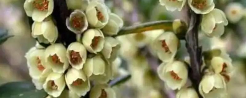 柃木什么时候流蜜，在10月至翌年2月