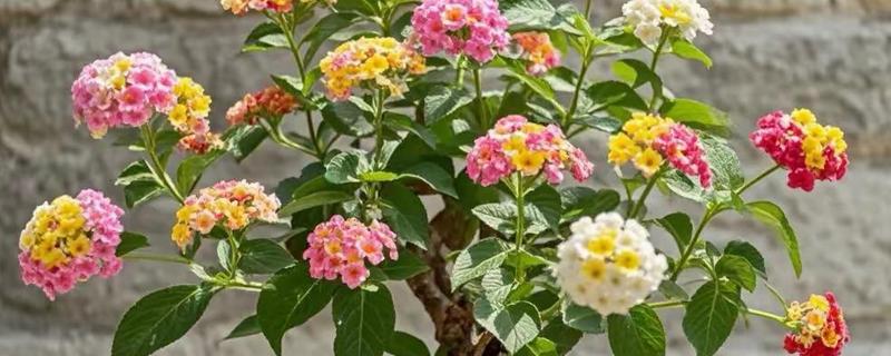 五色梅是如何变色的，随花青素浓度变色