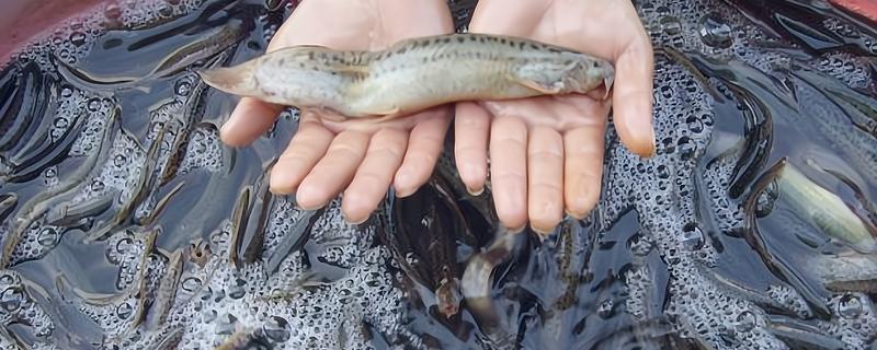 农村养什么东西不愁销路，泥鳅、肉鸽、山鸡均有很大的市场