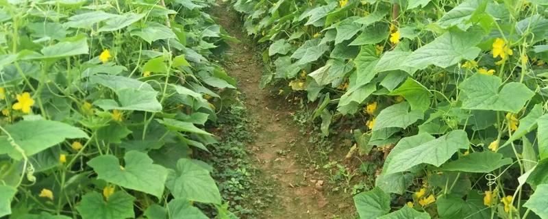 黄瓜地翌年能不能再次种植，重茬种植会引发土传病害导致减产或绝产