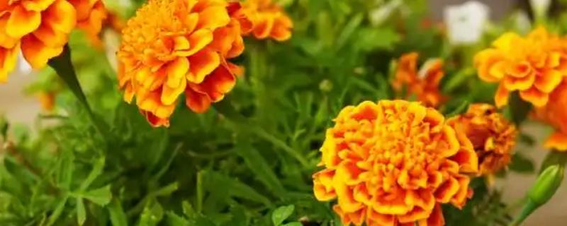 怎么养万寿菊，温度维持在15-25℃