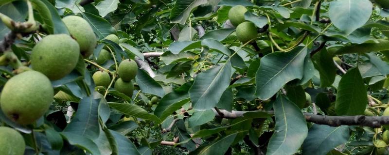 五亩核桃一年的收入，一年的收入在15000元左右