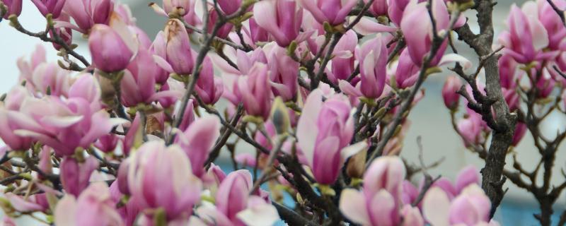 红叶李叶子干枯的原因，浇水过多会导致叶子干枯