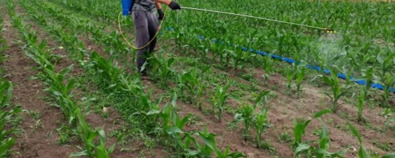 二甲戊灵一亩地用多少，针对不同作物的使用量不同