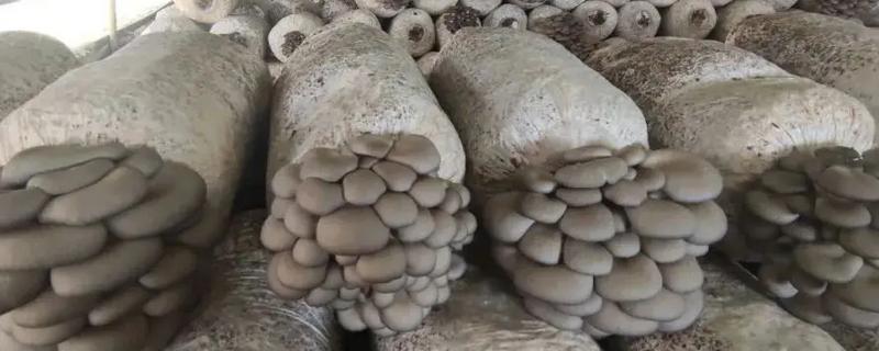 蘑菇的种植方式，每隔1-3天浇一次水