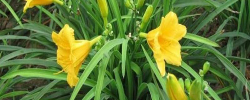 萱草是什么花，又叫黄花菜、宜男草、金针菜等