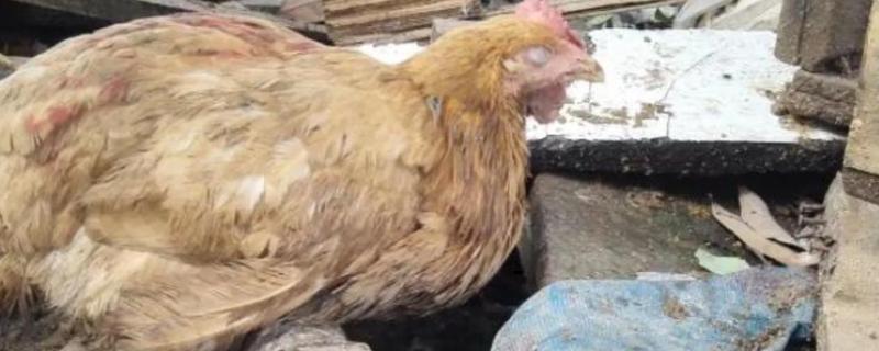 鸡呆立缩头闭眼应该用什么药物，使用庆大毒素、新霉素等药物可防治大肠杆菌病