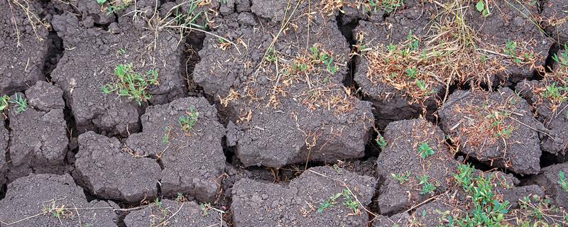 土壤种什么都死的原因，可能是土壤板结所致