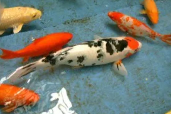 养锦鲤为啥有黑色的，通常是风水上的说法