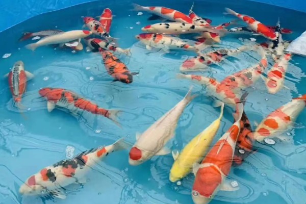 养锦鲤为啥有黑色的，通常是风水上的说法