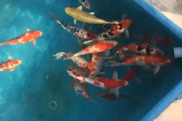 养锦鲤为啥有黑色的，通常是风水上的说法