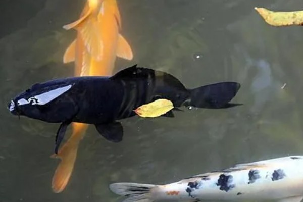 养锦鲤为啥有黑色的，通常是风水上的说法