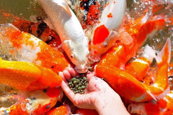 养锦鲤为啥有黑色的，通常是风水上的说法