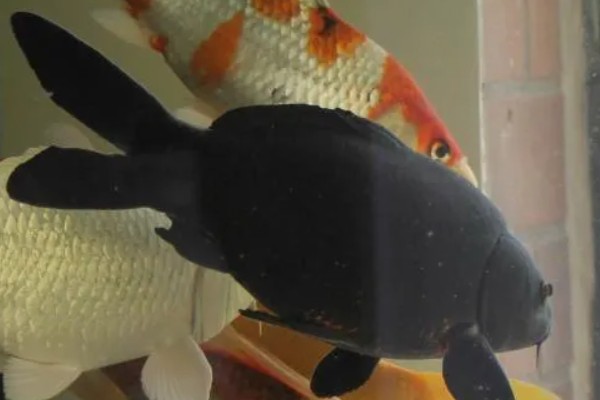 养锦鲤为啥有黑色的，通常是风水上的说法