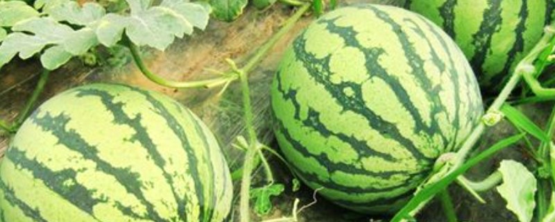 新金兰西瓜的特点，单株可结瓜2-4个