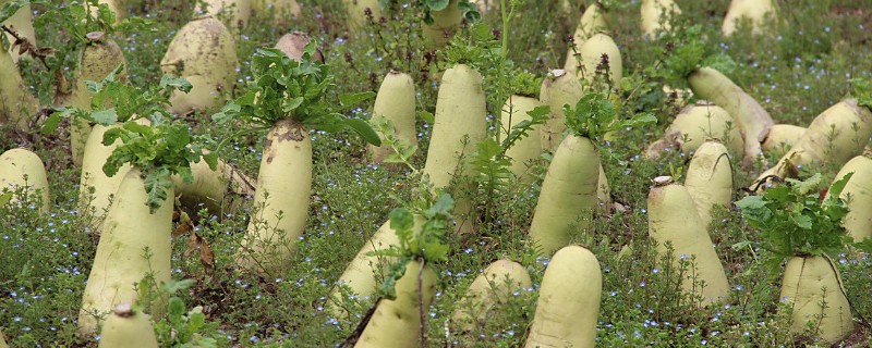 春季萝卜的种植最佳时间，1-2月份种植种植为佳