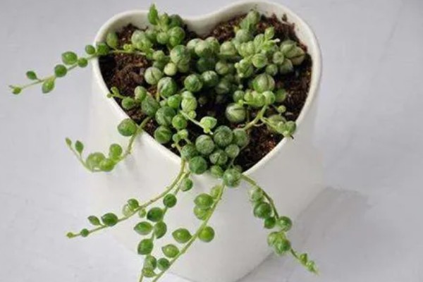 多肉植物佛珠如何浇水,要以不干就不浇的原则