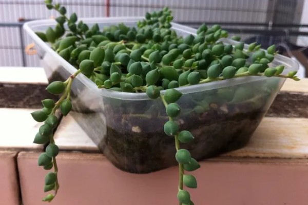 多肉植物佛珠如何浇水,要以不干就不浇的原则