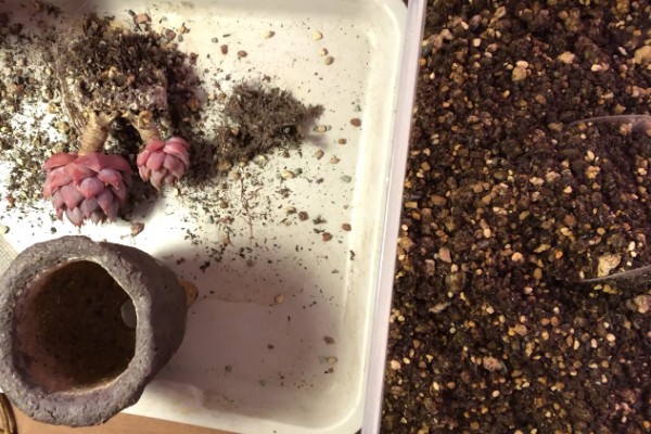 多肉植物佛珠如何浇水,要以不干就不浇的原则