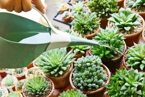 多肉植物佛珠如何浇水,要以不干就不浇的原则